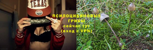 PSILOCYBIN Каменногорск