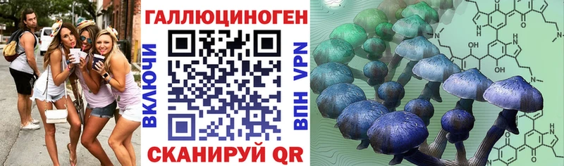 Купить где  Шадринск  Псилоцибиновые грибы Cubensis 